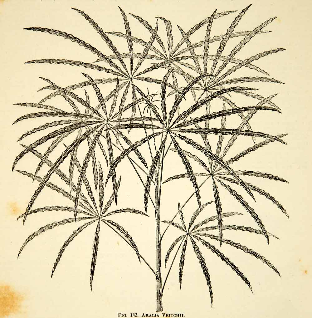 1887 Wood Engraving Art Botanical Schefflera Veitchii Plant Garden Aralia IDG1