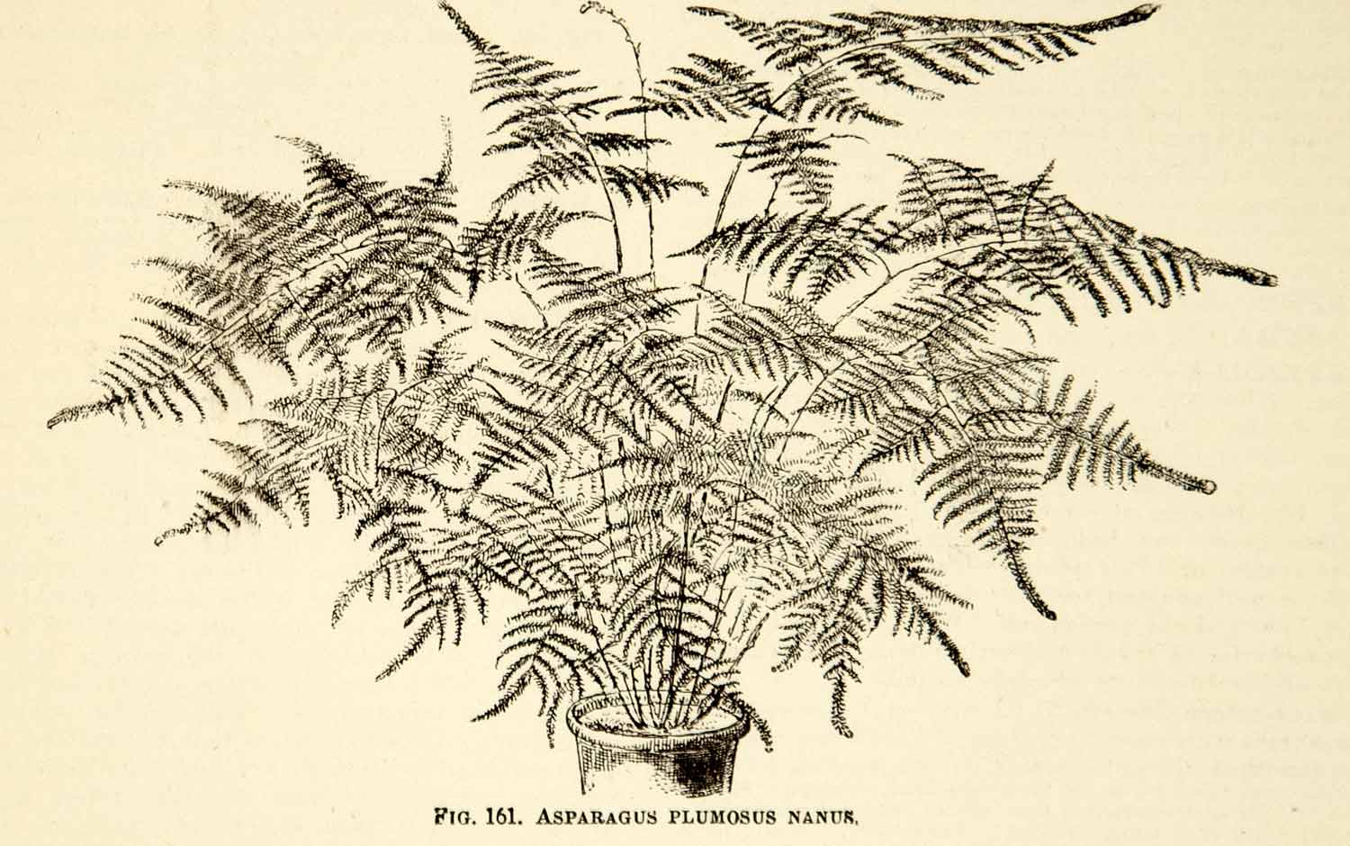 1887 Wood Engraving Art Botanical Climbing Asparagus Lace Fern Plant Garden IDG1