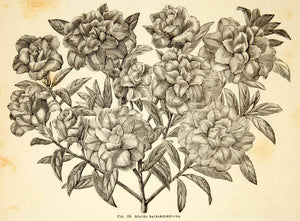 1887 Wood Engraving Art Botanical Impatiens Garden Rose Balsam Flower Plant IDG1