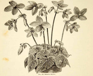 1887 Wood Engraving Art Botanical Begonia Davisii Flower Plant Gardening IDG1