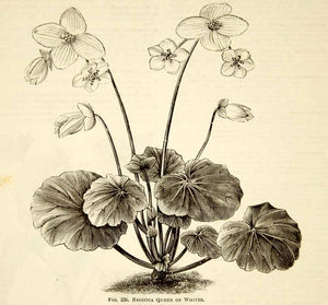 1887 Wood Engraving Art Botanical Queen White Begonia Flower Plant Garden IDG1