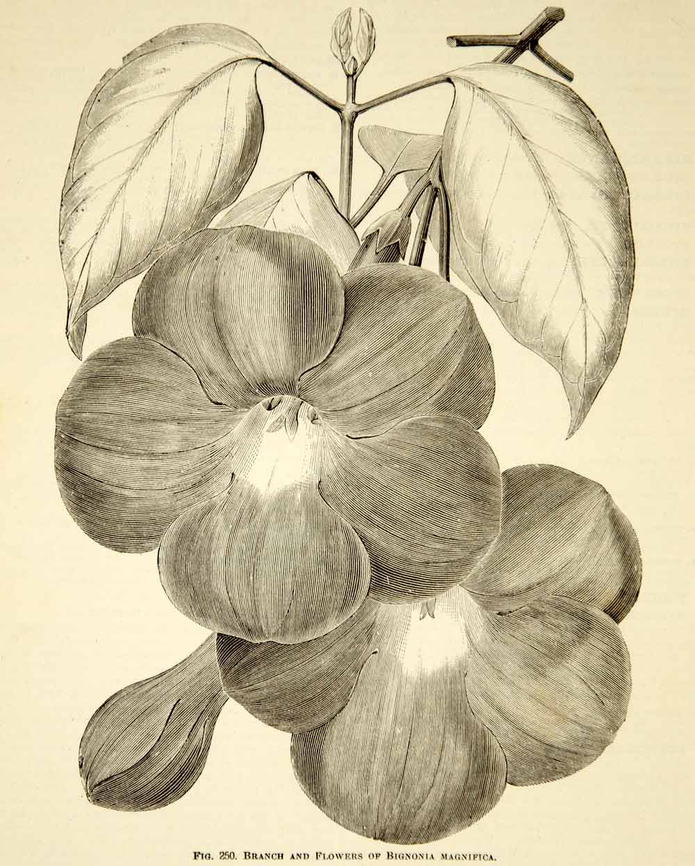 1887 Wood Engraving Art Botanical Saritaea Glowvine Flower Plant Gardening IDG1