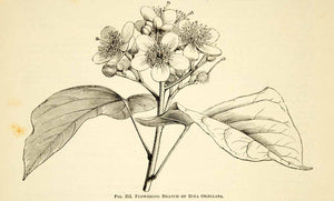 1887 Wood Engraving Art Botanical Bixa Achiote Aploppas Plant Flower Garden IDG1