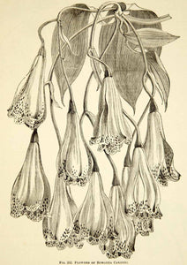 1887 Wood Engraving Art Botanical Bomarea Carderi Flower Plant Gardening IDG1