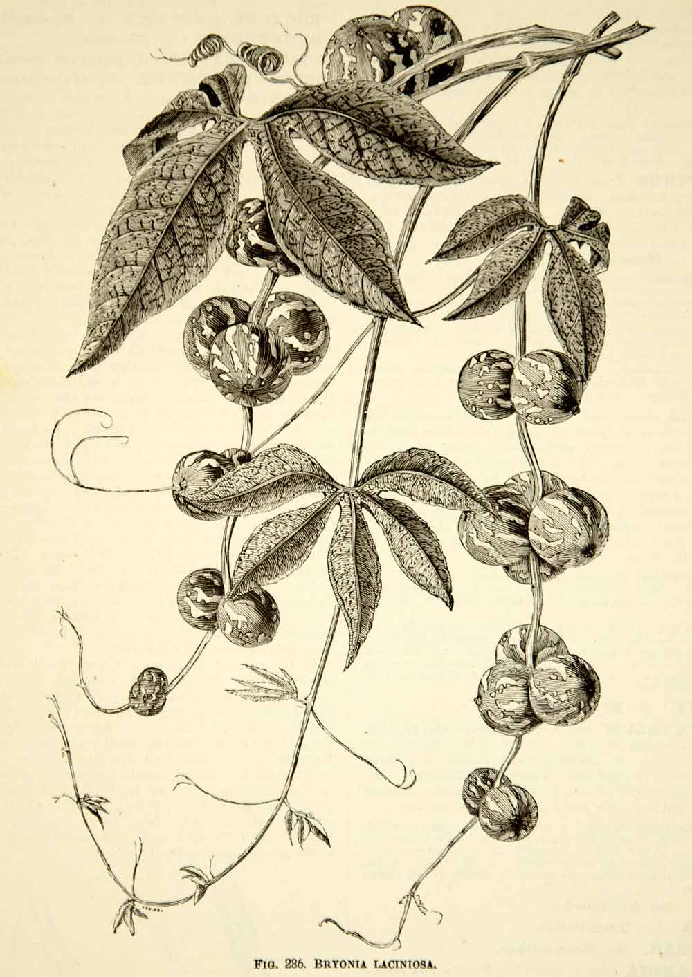 1887 Wood Engraving Art Botanical Bryonia Laciniosa Plant Garden Flower IDG1