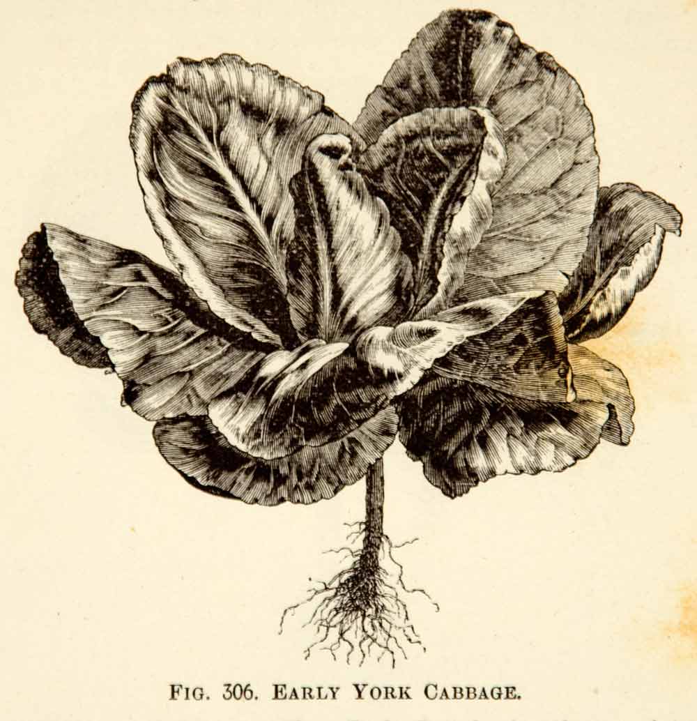 1887 Wood Engraving Art Botanical Early York Cabbage Vegetable Plant Garden IDG1