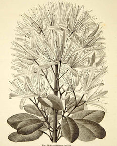 1887 Wood Engraving Art Botanical Calodendrum Cape Chestnut Flower Plant IDG1
