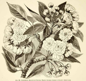 1887 Wood Engraving Art Botanical Prunus Japanese Oriental Cherry Flower IDG1