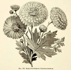 1887 Wood Engraving Art Botanical Chrysanthemum Flower Plant Gardening IDG1
