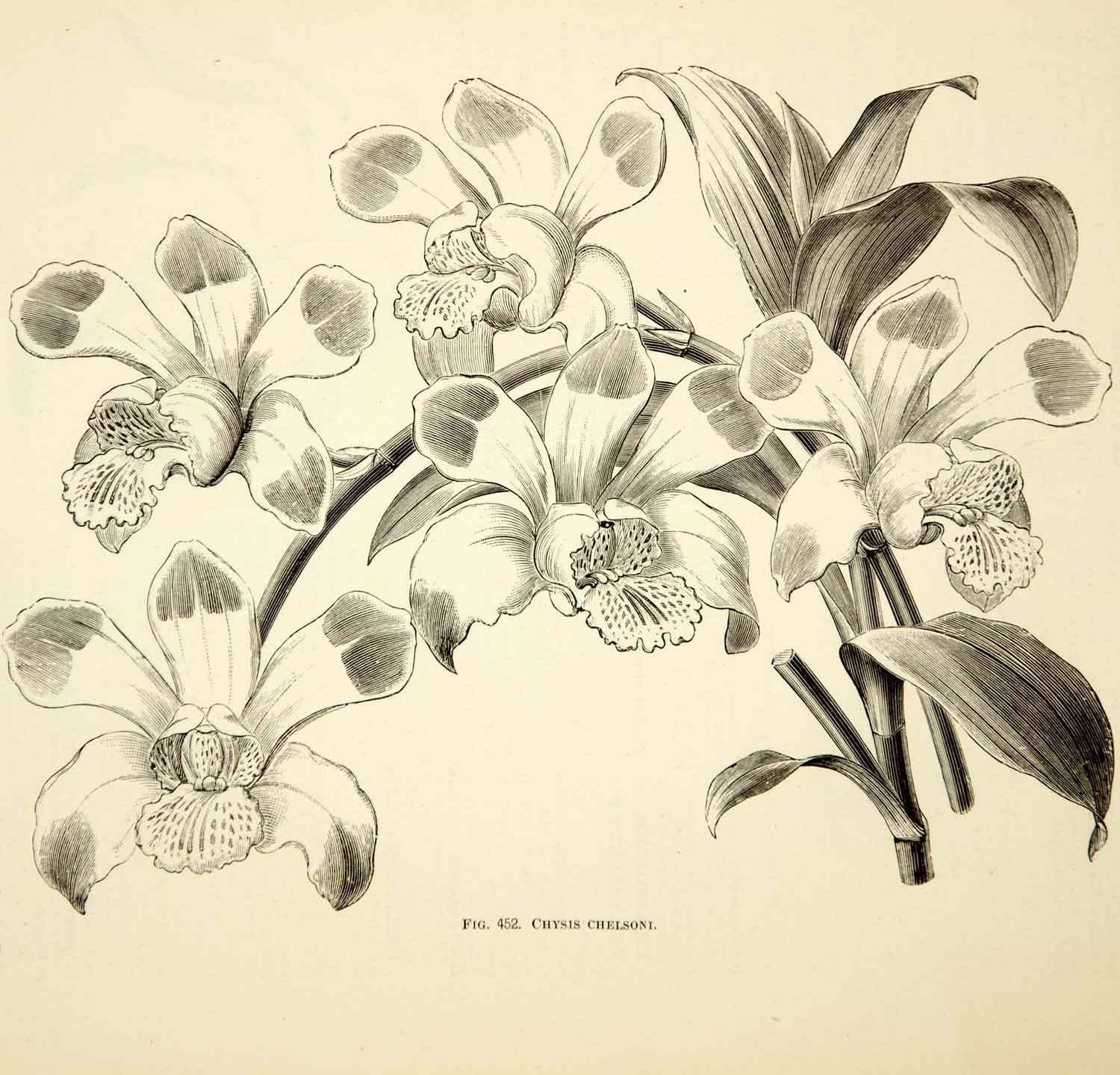 1887 Wood Engraving Art Botanical Chysis Hybrid Orchid Flower Plant Garden IDG1