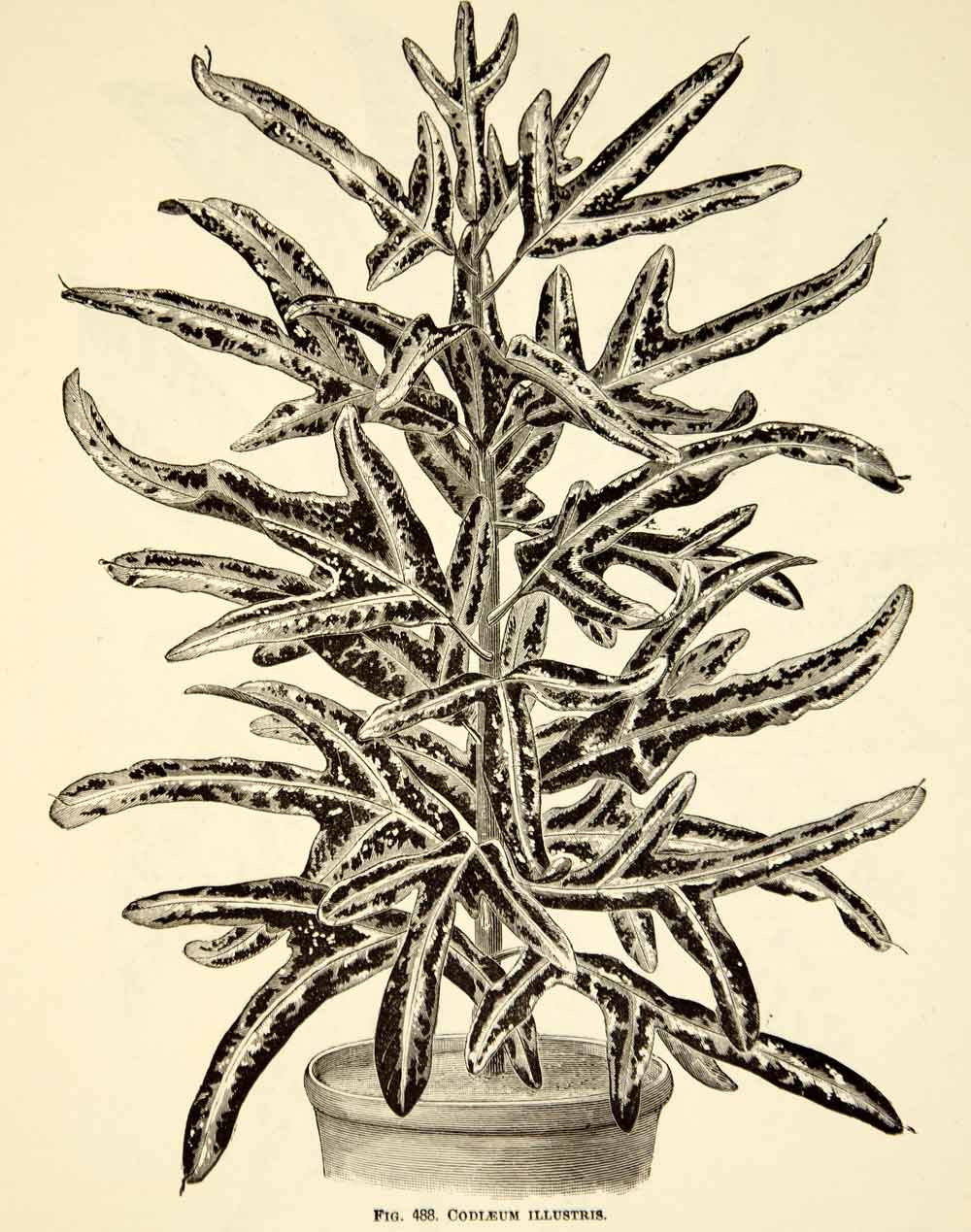 1887 Wood Engraving Art Botanical Codleum Illustris Plant Gardening Nature IDG1