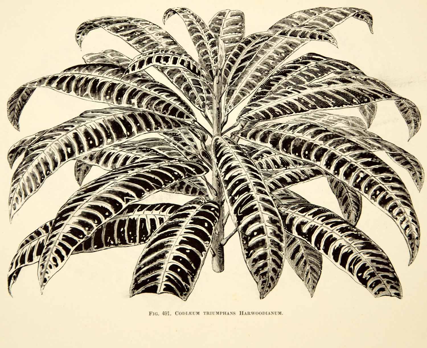 1887 Wood Engraving Art Botanical Codleum Triumphans Harwoodianum Plant IDG1
