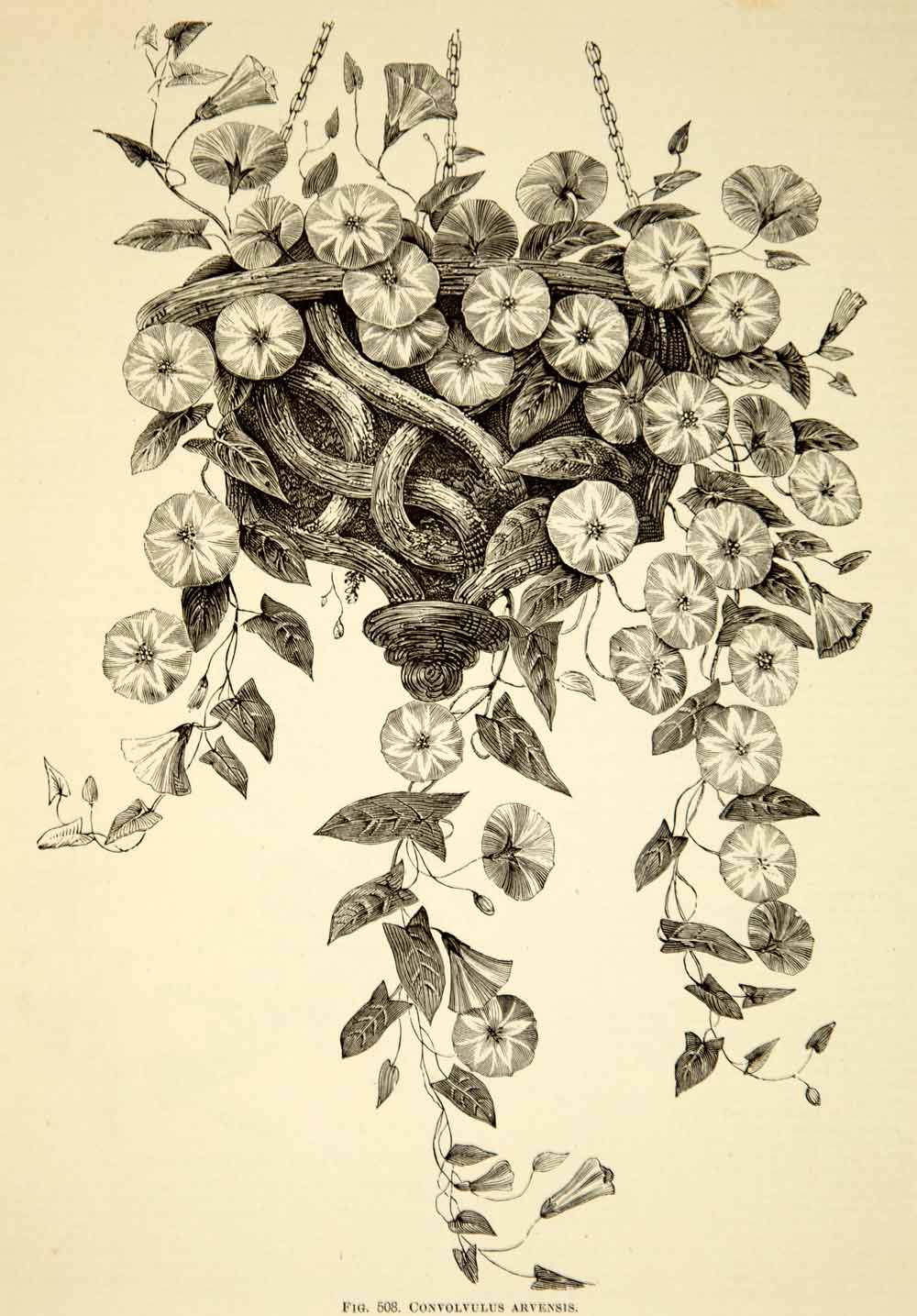 1887 Wood Engraving Art Botanical Convovulus Bindweed Flower Plant Garden IDG1