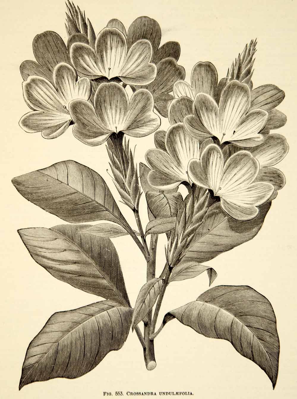 1887 Wood Engraving Botanical Crossandra Firecracker Flower Plant Garden IDG1