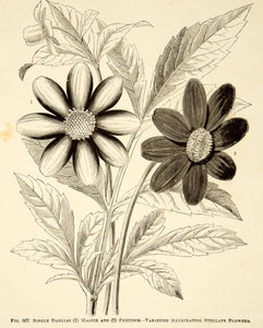 1887 Wood Engraving Art Botanical Flowers Plant Gardening Nature Floral IDG1
