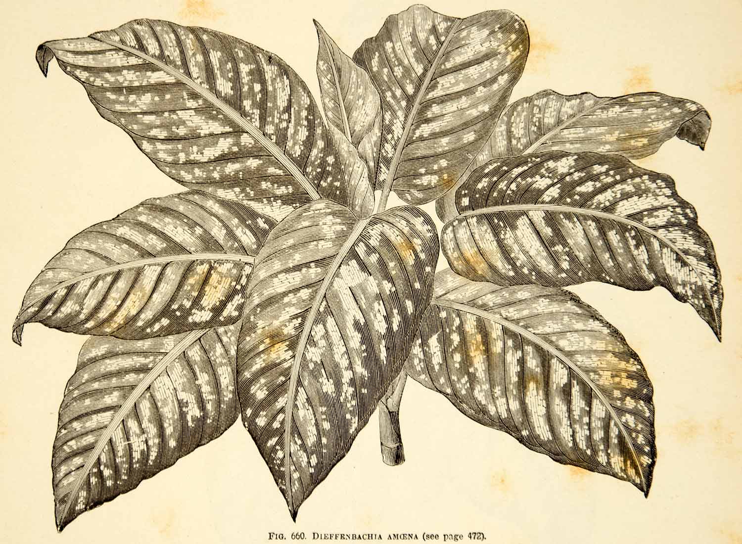 dieffenbachia drawing 1887 Wood Engraving Art Botanical Dieffenbachia Dumbcane Plant Gardeni – Period Paper Historic Art LLC