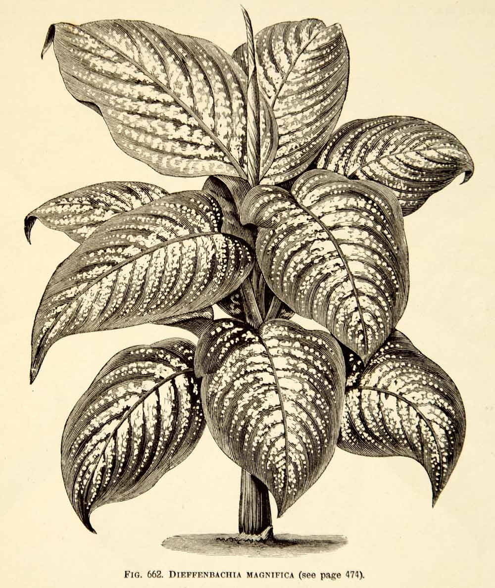 1887 Wood Engraving Botanical Dieffenbachia Serguine Dumbcane Plant Garden IDG1