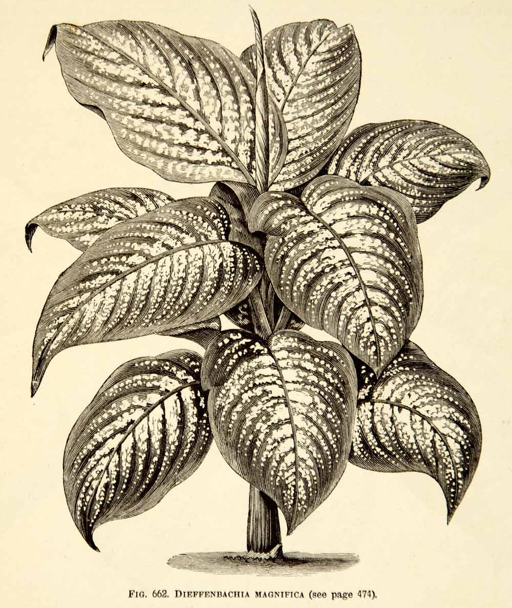 dieffenbachia drawing 1887 Wood Engraving Botanical Dieffenbachia Serguine Dumbcane Plant Ga