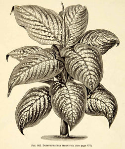 dieffenbachia paper 1887 Wood Engraving Botanical Dieffenbachia Serguine Dumbcane Plant Ga –  Period Paper Historic Art LLC