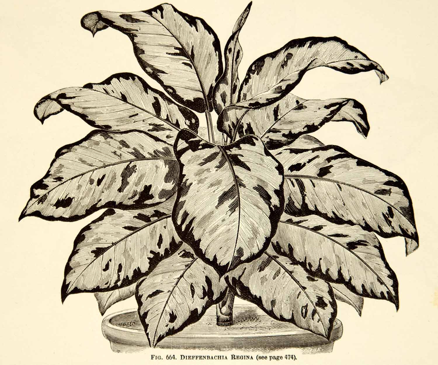 dieffenbachia drawing 1887 Wood Engraving Art Botanical Dieffenbachia Regina Plant Garden Nature  IDG1