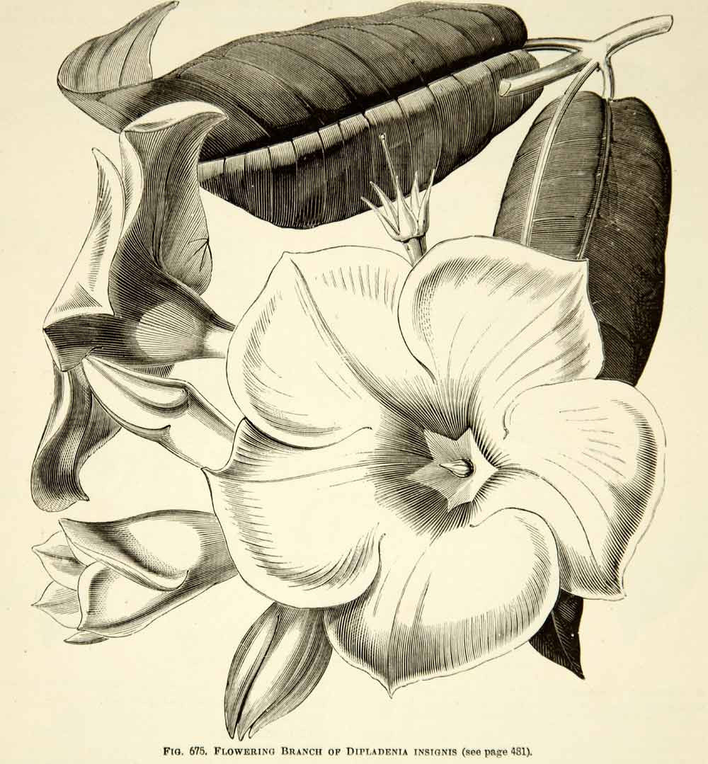 1887 Wood Engraving Art Botanical Dipladenia Insignis Flower Plant Garden IDG1 - Period Paper
