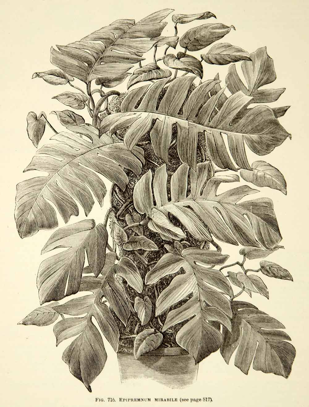 1887 Wood Engraving Art Botanical Epipremnum Tonga Plant Gardening Nature IDG1