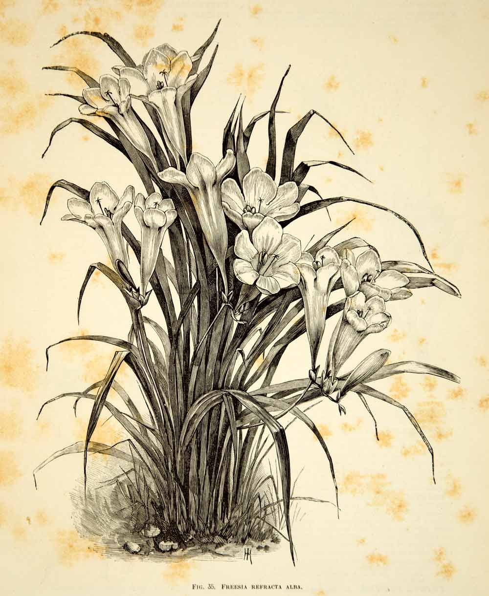 1887 Wood Engraving Art Botanical Grandma's Freesia Flower Plant