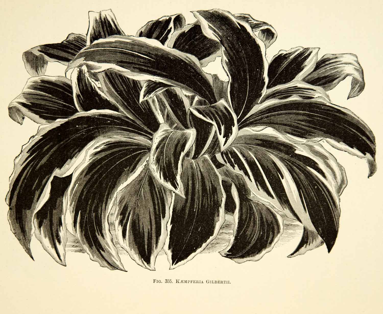 1887 Wood Engraving Art Botanical Kaempferia Variegated Ginger Lily Plant IDG1