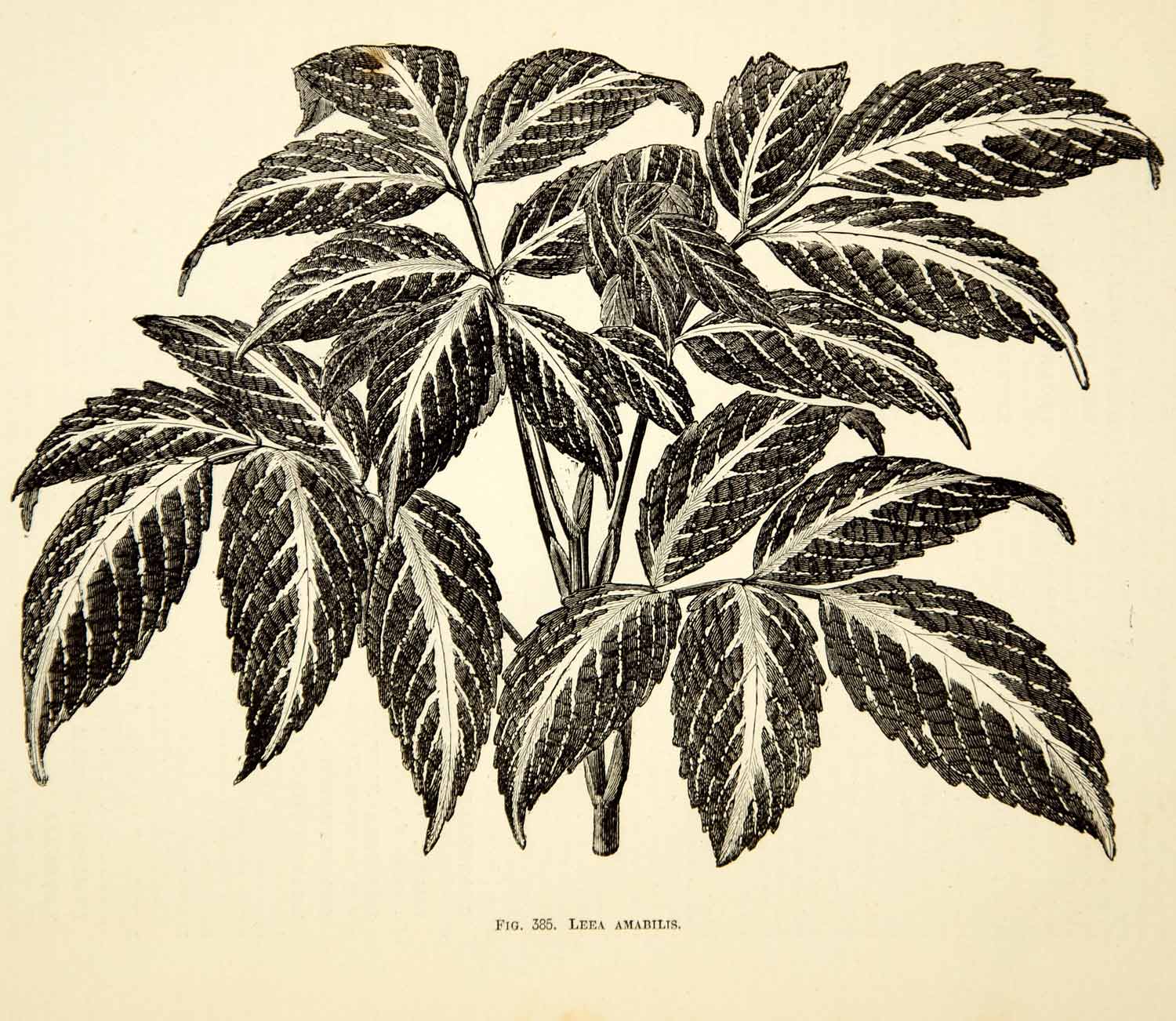 1887 Wood Engraving Art Botanical Leea Amabilis Plant Garden Flower Nature IDG1