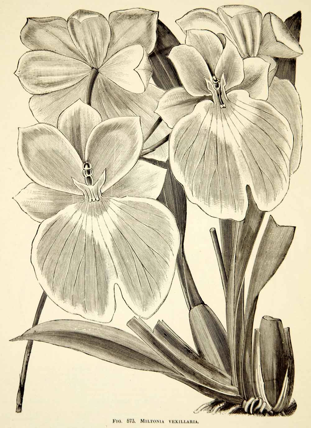 1887 Wood Engraving Art Botanical Flag-Like Miltoniopsis Orchid Flower IDG1