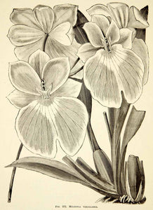 1887 Wood Engraving Art Botanical Flag-Like Miltoniopsis Orchid Flower IDG1