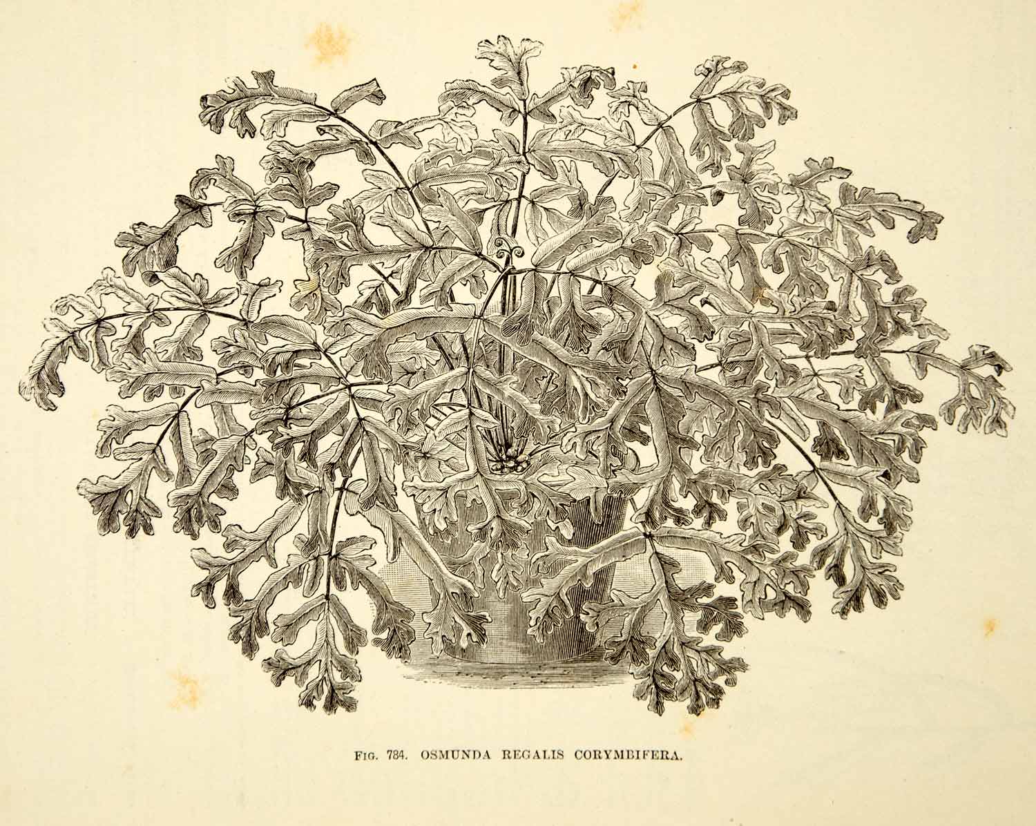 1887 Wood Engraving Art Botanical Osmunda Royal Fern Plant Garden Nature IDG1