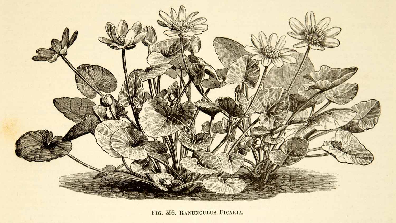 1887 Wood Engraving Art Botanical Ranunculus Lesser Celandine Flower Plant IDG1