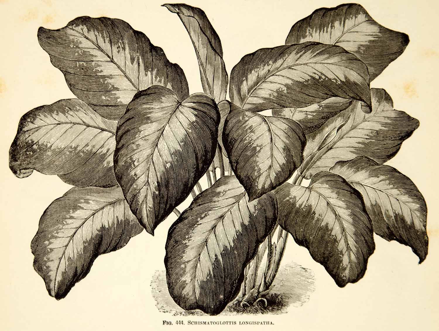 1887 Wood Engraving Art Botanical Schismatoglottis Longispatha Plant Garden IDG1