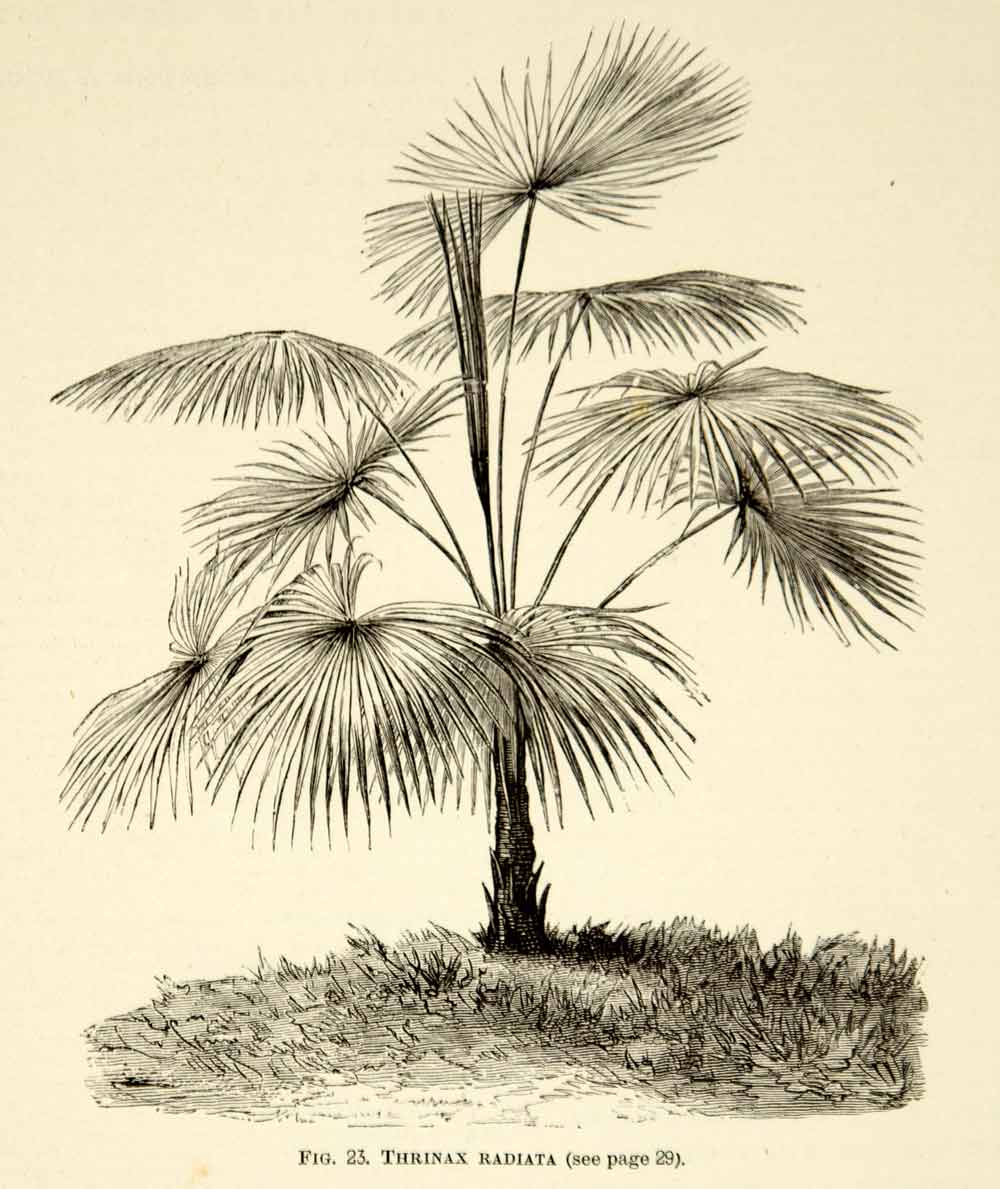 1887 Wood Engraving Art Botanical Thrinax Palm Tree Plant Gardening Nature IDG1