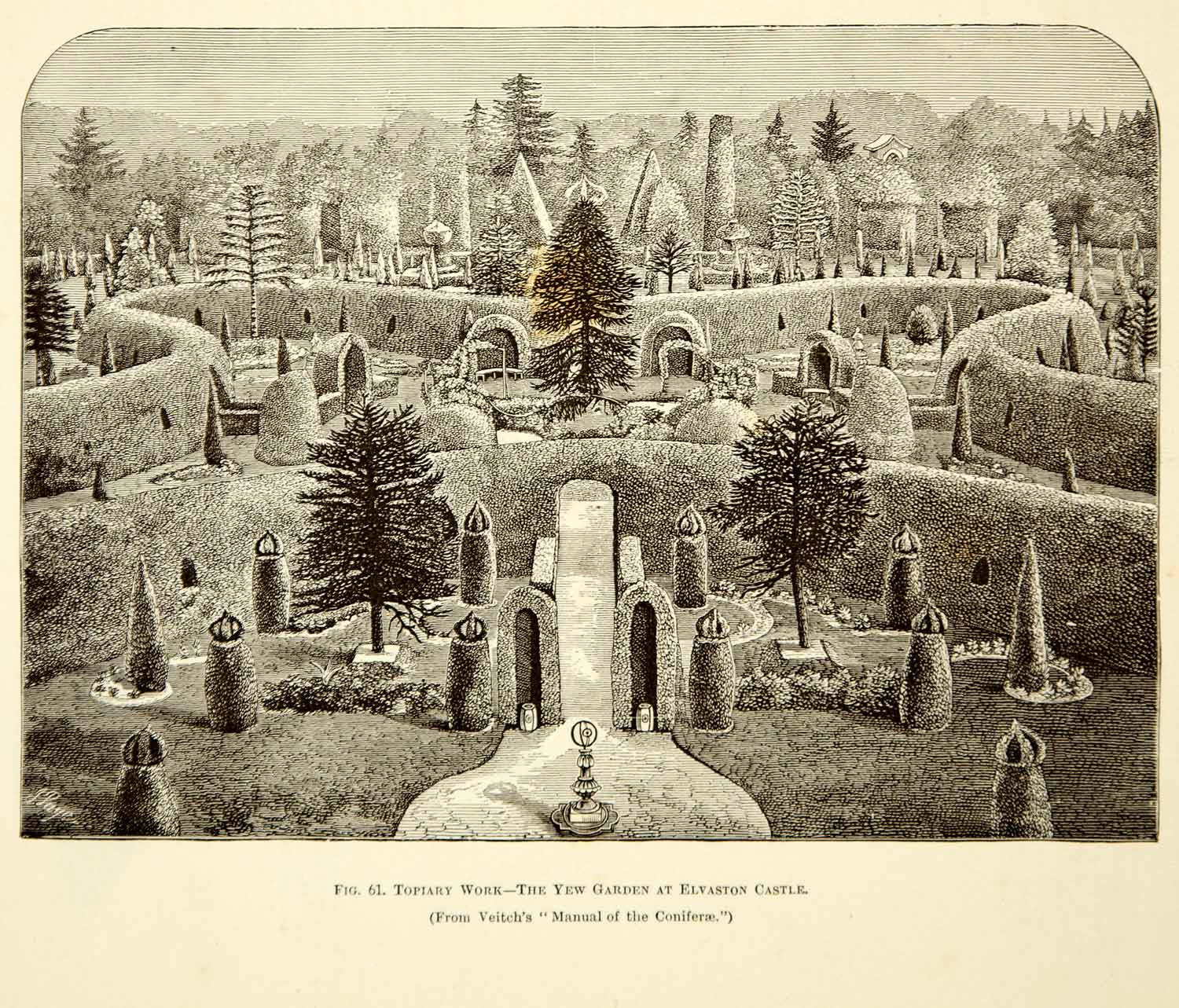 1887 Wood Engraving J Page Art Botanical Yew Garden Elvaston Castle Topiary IDG1