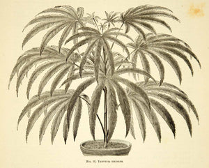 1887 Wood Engraving Art Botanical Osmoxylon Eminens Plant Garden Nature IDG1