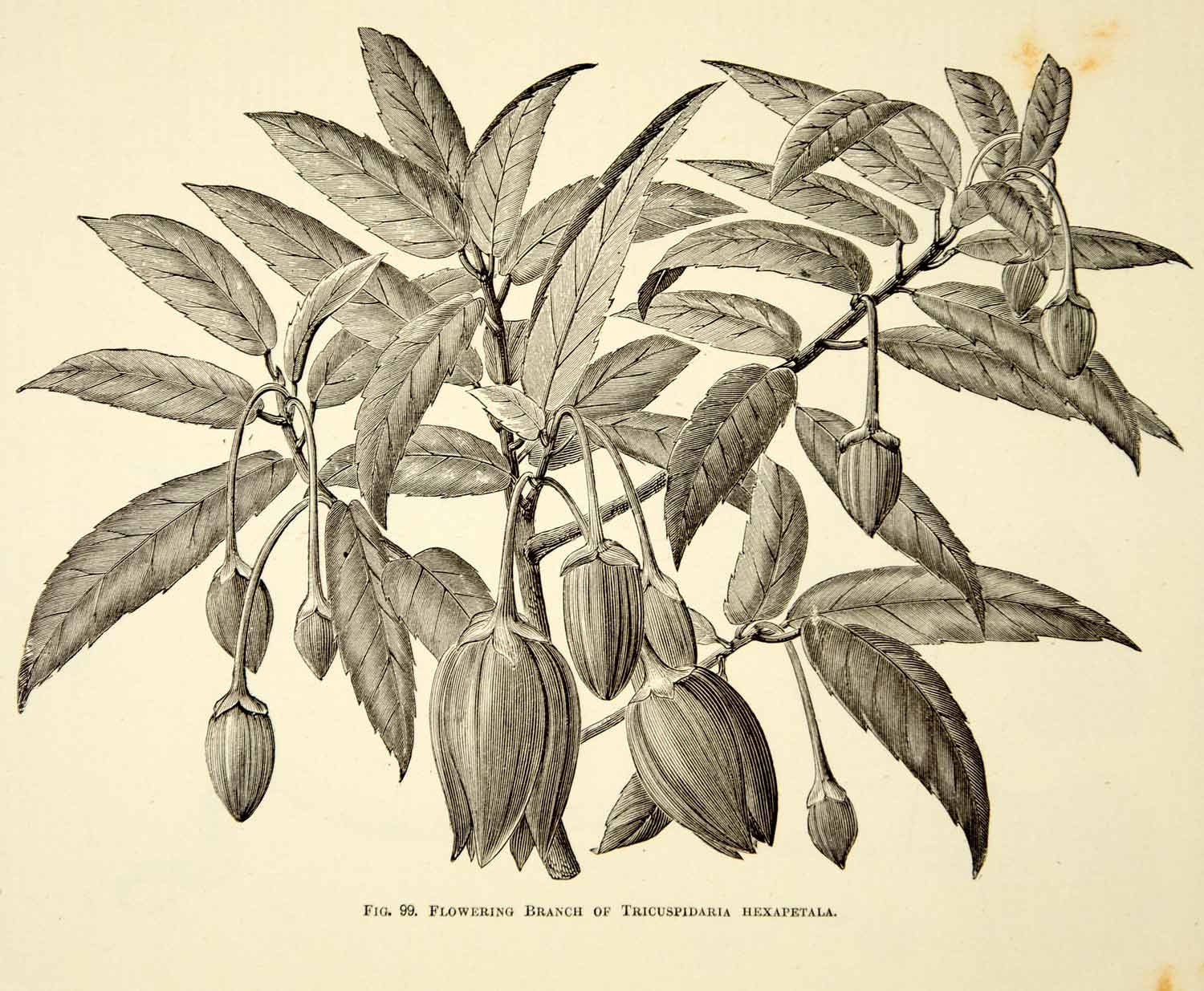 1887 Wood Engraving Art Botanical Tricuspidaria Hexapetala Flower Plant IDG1