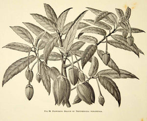 1887 Wood Engraving Art Botanical Tricuspidaria Hexapetala Flower Plant IDG1