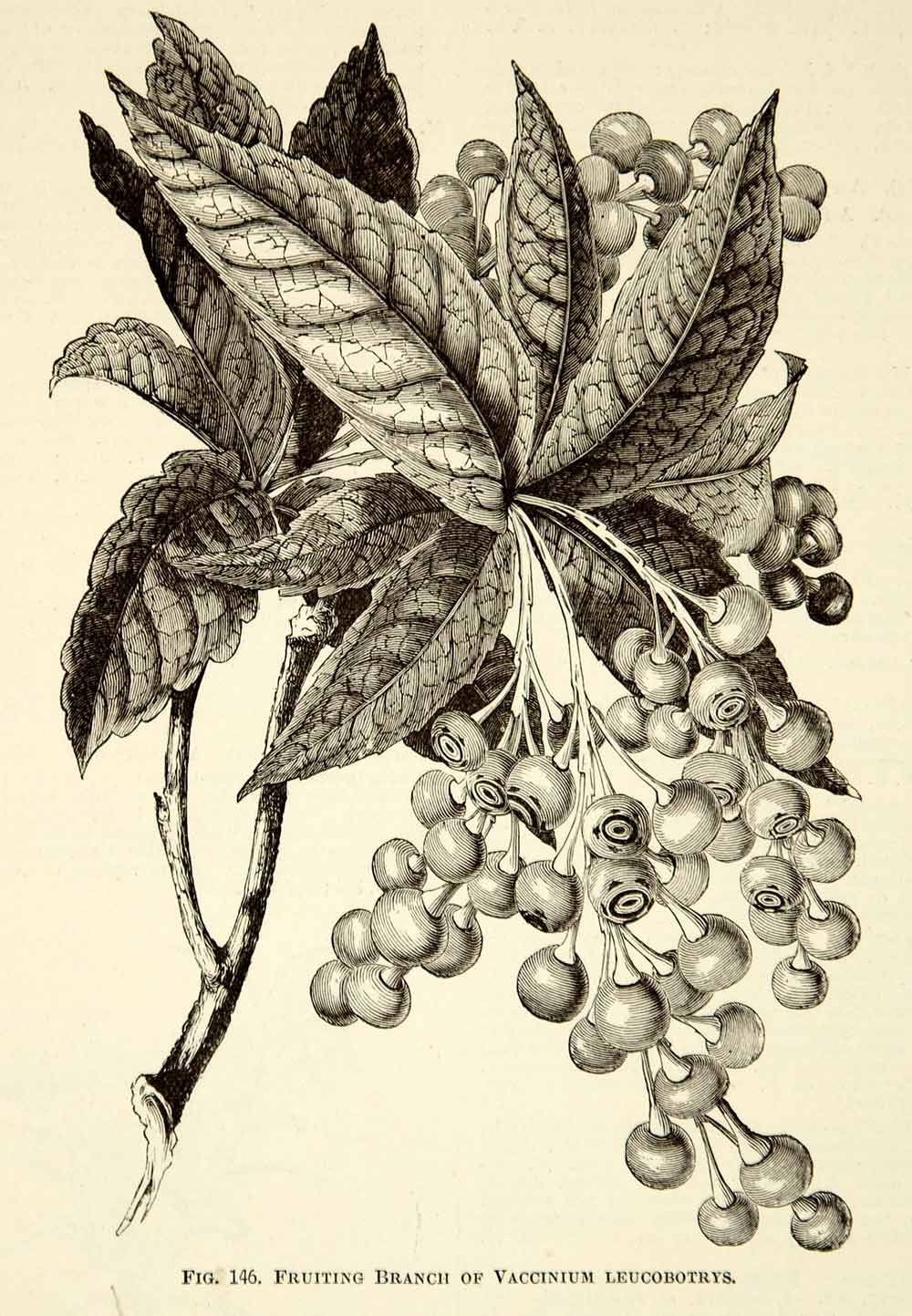 1887 Wood Engraving Art Botanical Vaccinium Shrub Berry Plant Garden Nature IDG1
