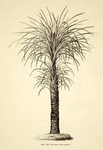 1887 Wood Engraving Art Botanical Xerophyta Retinervis Plant Garden Nature IDG1