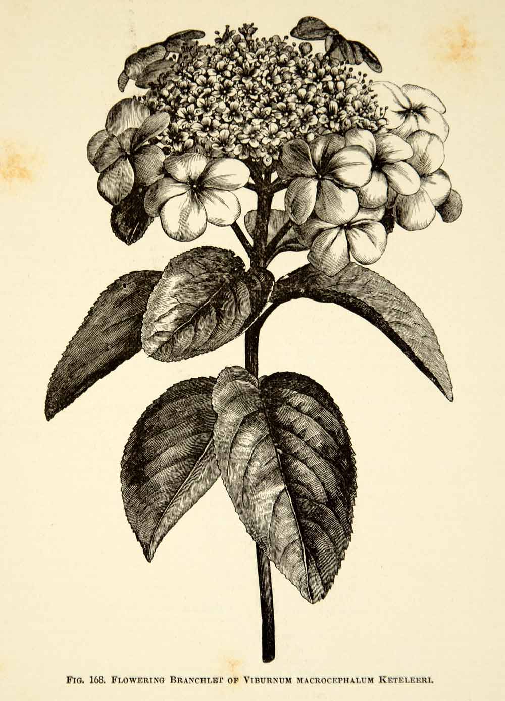 1887 Wood Engraving Art Botanical Viburnum Chinese Snowball Flower Plant IDG1
