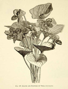 1887 Wood Engraving Art Botanical Viola Marsh Hooded Blue Violet Flower IDG1