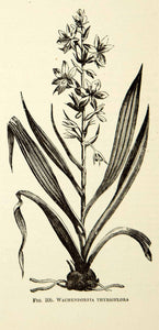 1887 Wood Engraving Art Botanical Wachendorfia Red Root Flower Plant Garden IDG1