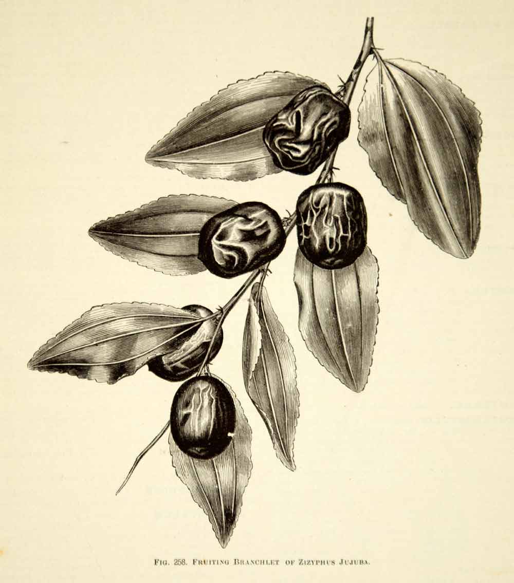 1887 Wood Engraving Art Botanical Ziziphus Chinese Korean Red Date Plant IDG1