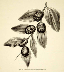 1887 Wood Engraving Art Botanical Ziziphus Chinese Korean Red Date Plant IDG1