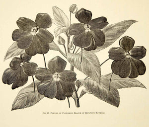 1887 Wood Engraving Art Botanical New Guinea Impatiens Flower Plant Garden IDG1