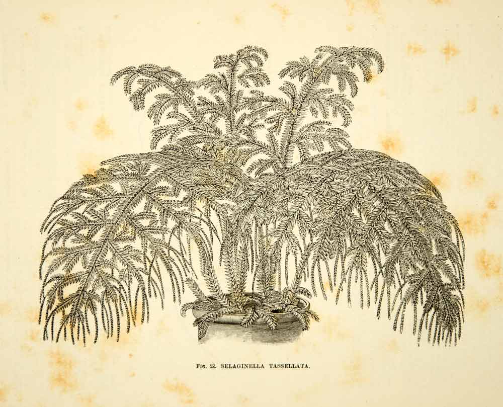 1887 Wood Engraving Art Botanical Selaginella Tassellata Plant Gardening IDG1