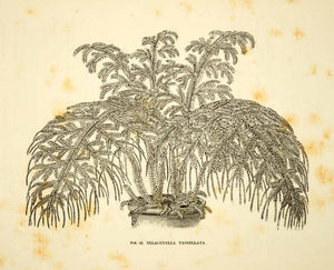 1887 Wood Engraving Art Botanical Selaginella Tassellata Plant Gardening IDG1