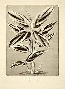 1887 Wood Engraving Art Botanical Calathea Variegata Plant Garden Nature IDG1